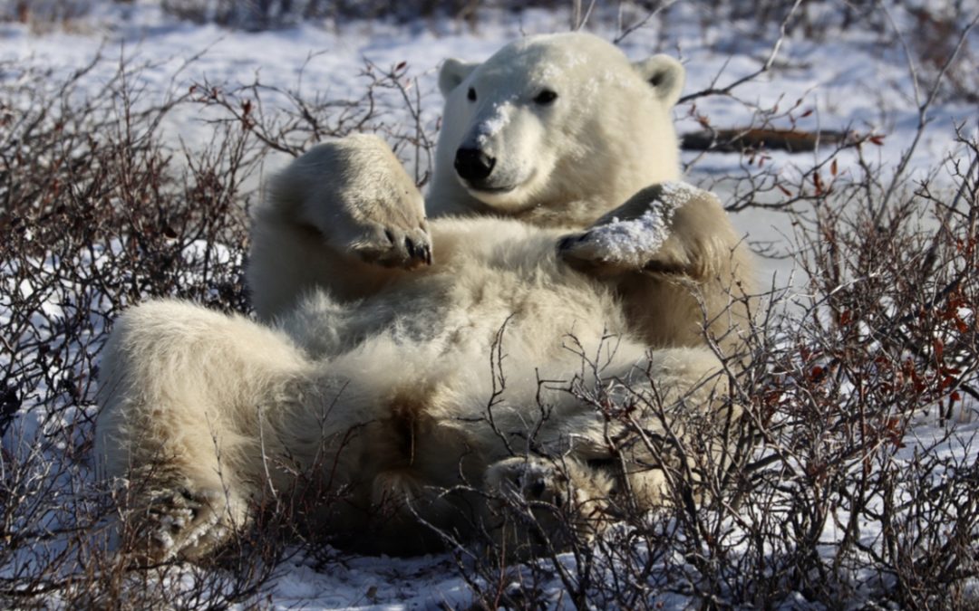 Wildlife Photo of the Week: Time Out Tuesday