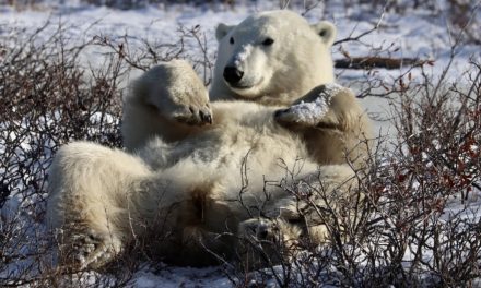 Wildlife Photo of the Week: Time Out Tuesday