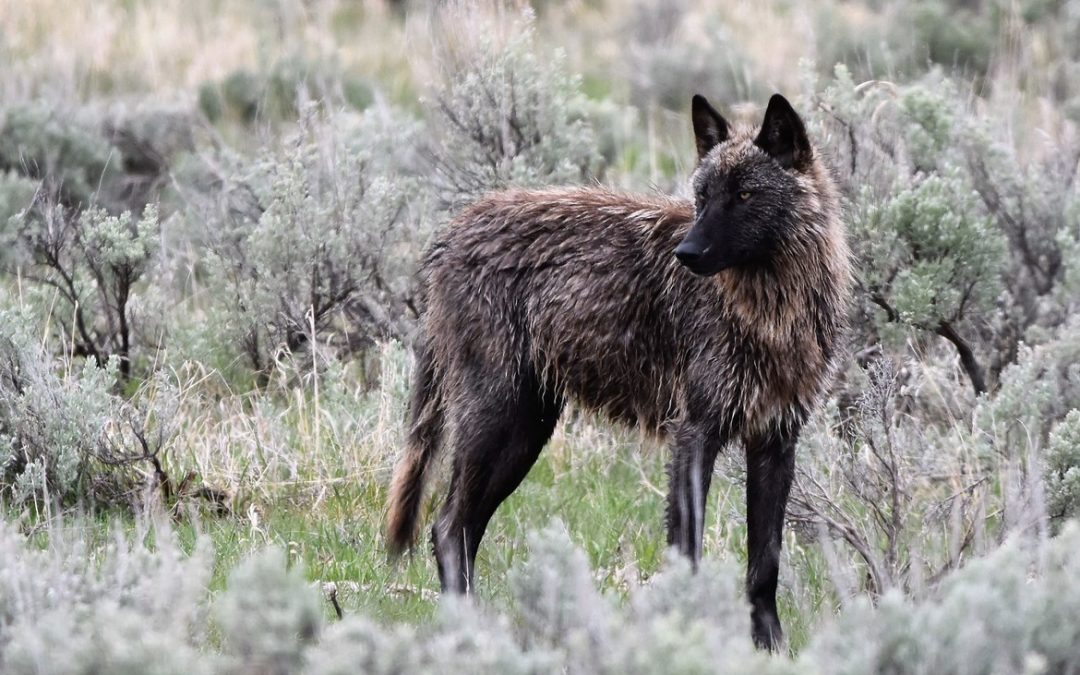 Wildlife Photo of the Week: Wolf in the Wild