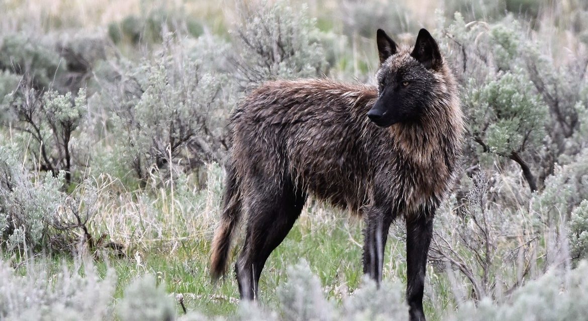 Wildlife Photo of the Week: Wolf in the Wild