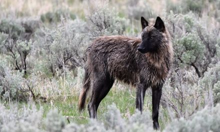 Wildlife Photo of the Week: Wolf in the Wild