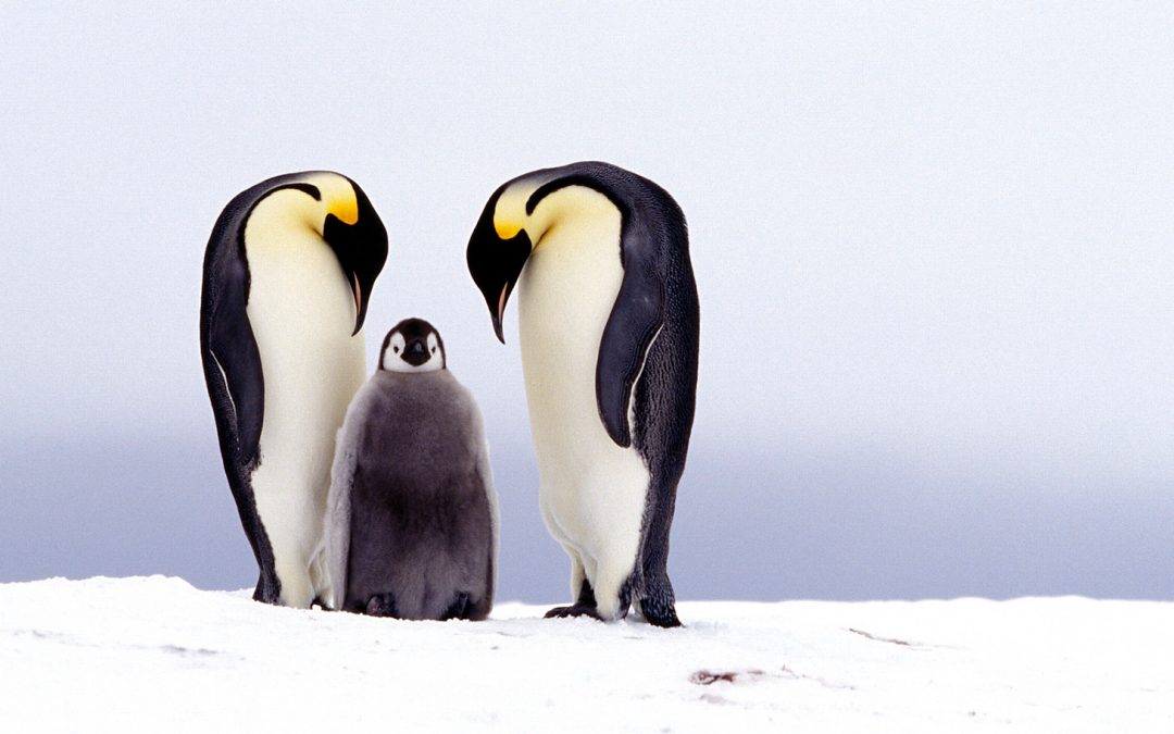 Video: Emperor Penguins’ Big Air Down South
