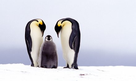 Video: Emperor Penguins’ Big Air Down South