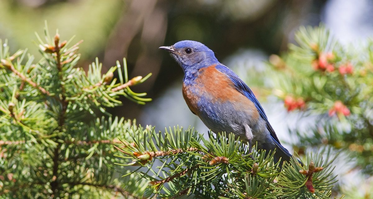 DO NOT FEED THE WILDLIFE: The Desire to Connect