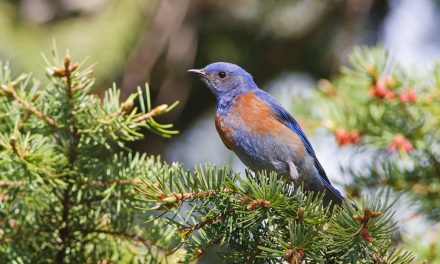 DO NOT FEED THE WILDLIFE: The Desire to Connect