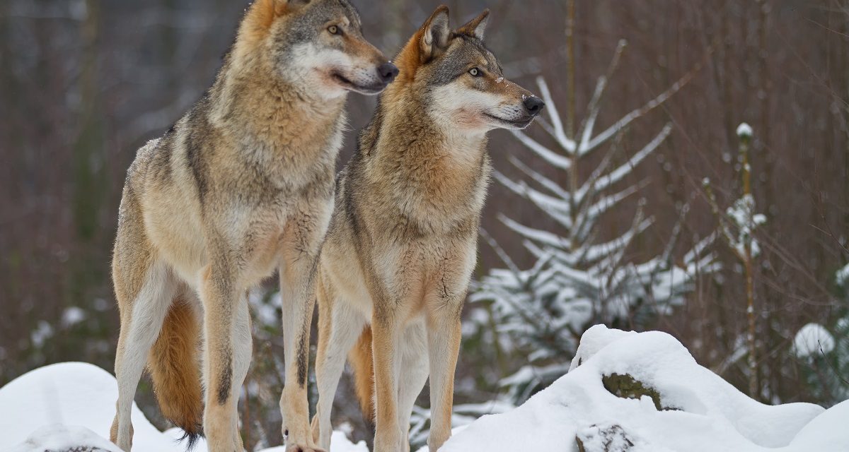 Keeping Wolves at the Door: The Economic Benefits (and Struggles) of Wolves in Yellowstone
