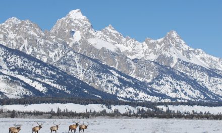 Elk Management in the Greater Yellowstone Ecosystem