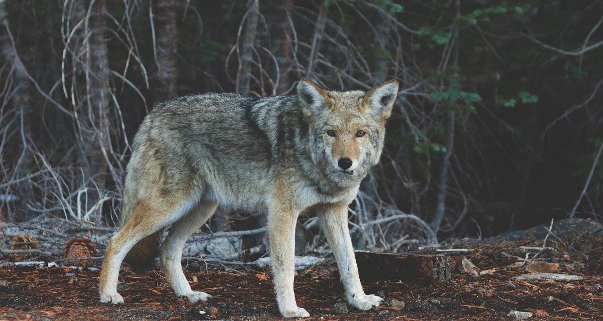 An Absence of Ethics: Wildlife-Killing Contests in Your Backyard