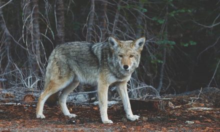 An Absence of Ethics: Wildlife-Killing Contests in Your Backyard