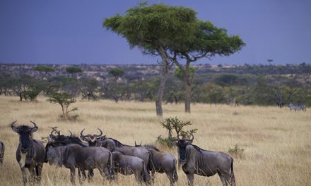6 Fascinating Facts About the Wildebeest Migration Across the Serengeti