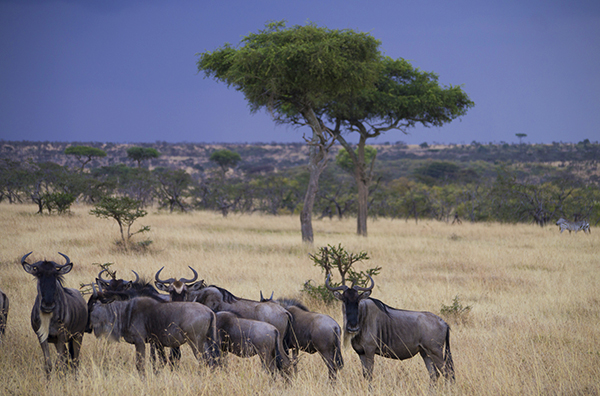 6 Fascinating Facts About the Wildebeest Migration Across the Serengeti