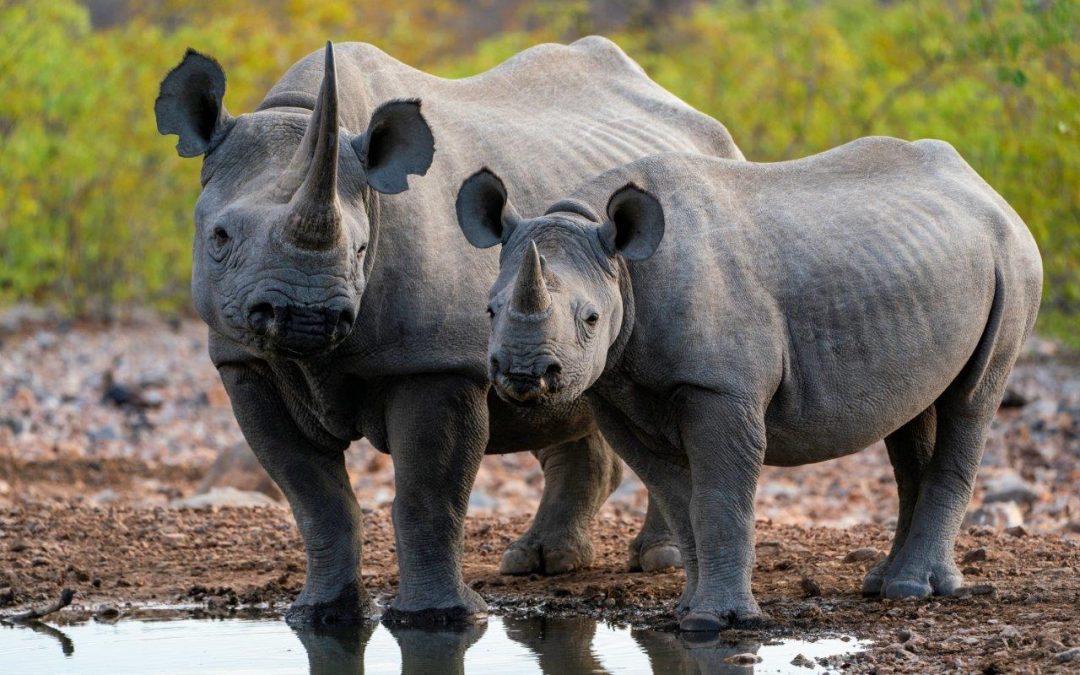 Namibia’s Dunes and Desert-Adapted Wildlife