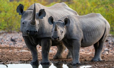 Namibia’s Dunes and Desert-Adapted Wildlife