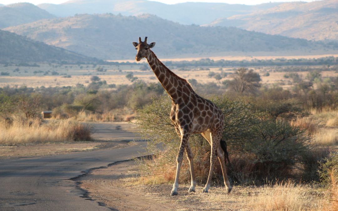 Wildlife Photo of the Week: Giraffe on Safari