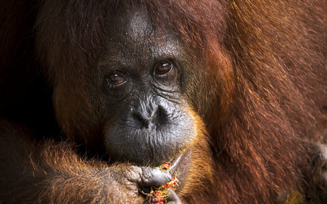 A World on Fire: Battling Blazes in Borneo’s Rainforests