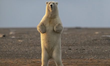 Wildlife Photo of the Week: I’m Bigger Than You