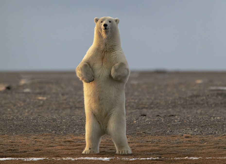 Wildlife Photo of the Week: I’m Bigger Than You