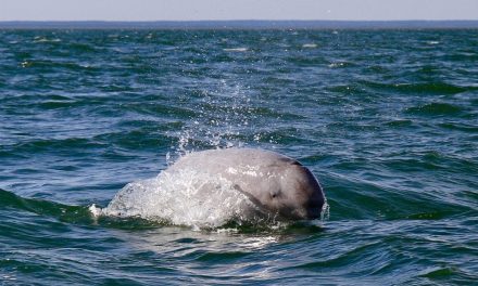 Traveler Story: A Beluga Whale Tour to Remember