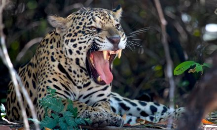 See World Heritage Sites with Natural Habitat Adventures