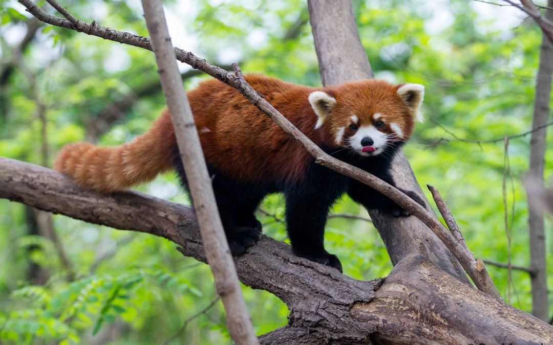 5 Reasons Why China Should Be Your Next Nature Adventure