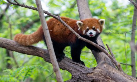 5 Reasons Why China Should Be Your Next Nature Adventure