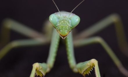 Wildlife Photo of the Week: Mantis