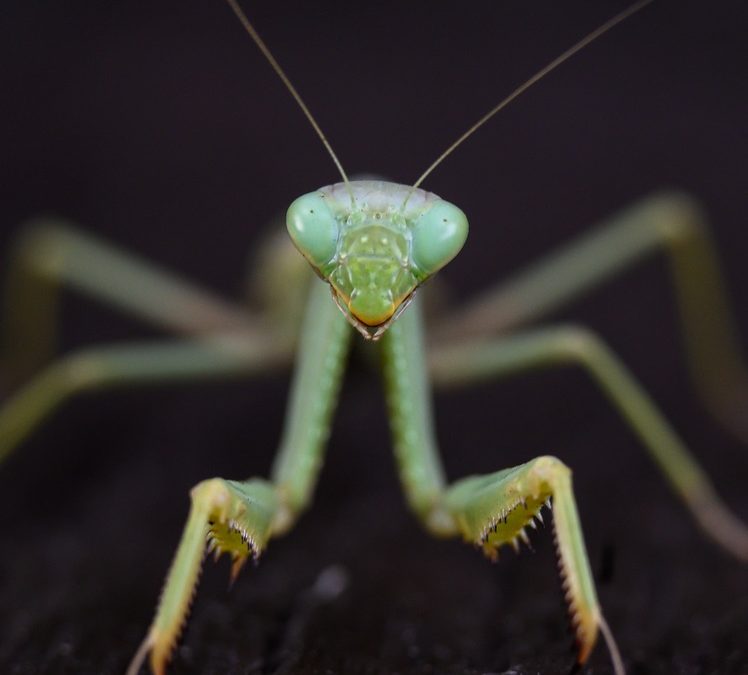 Wildlife Photo of the Week: Mantis