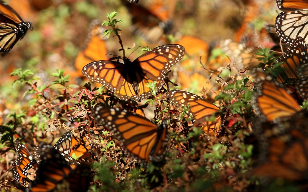A Journey With Monarchs, Milkweed and More