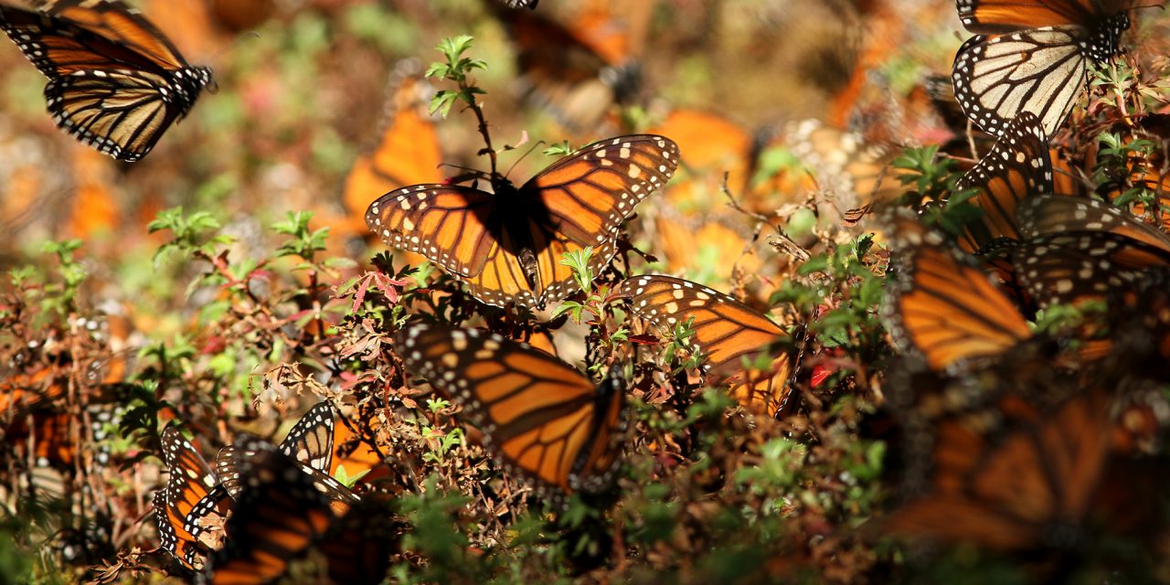 A Journey With Monarchs, Milkweed and More