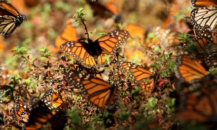 A Journey With Monarchs, Milkweed and More