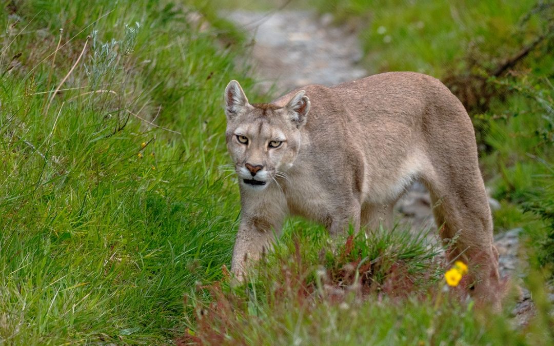 Encountering a Puma in Patagonia