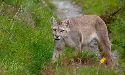 Encountering a Puma in Patagonia