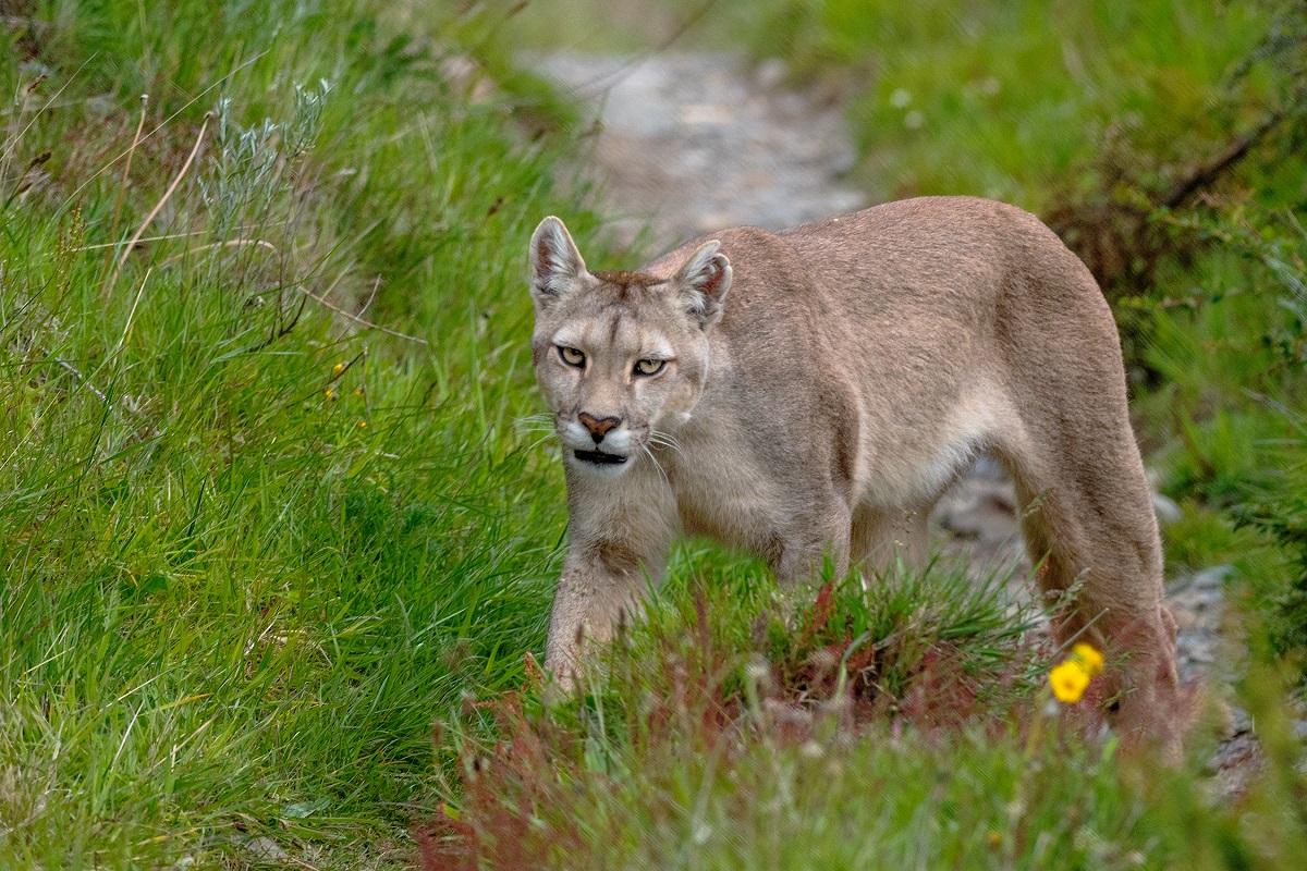 wild puma in patagonia