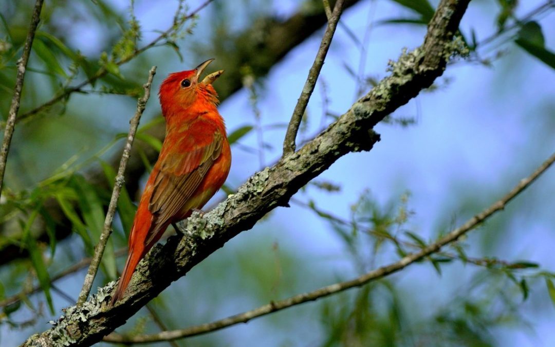 Wildlife Photo of the Week: Summer Tanager Singing Away