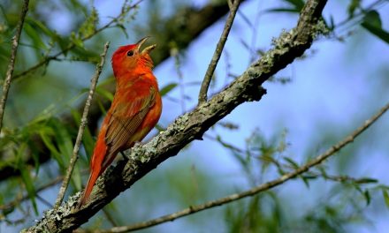 Wildlife Photo of the Week: Summer Tanager Singing Away
