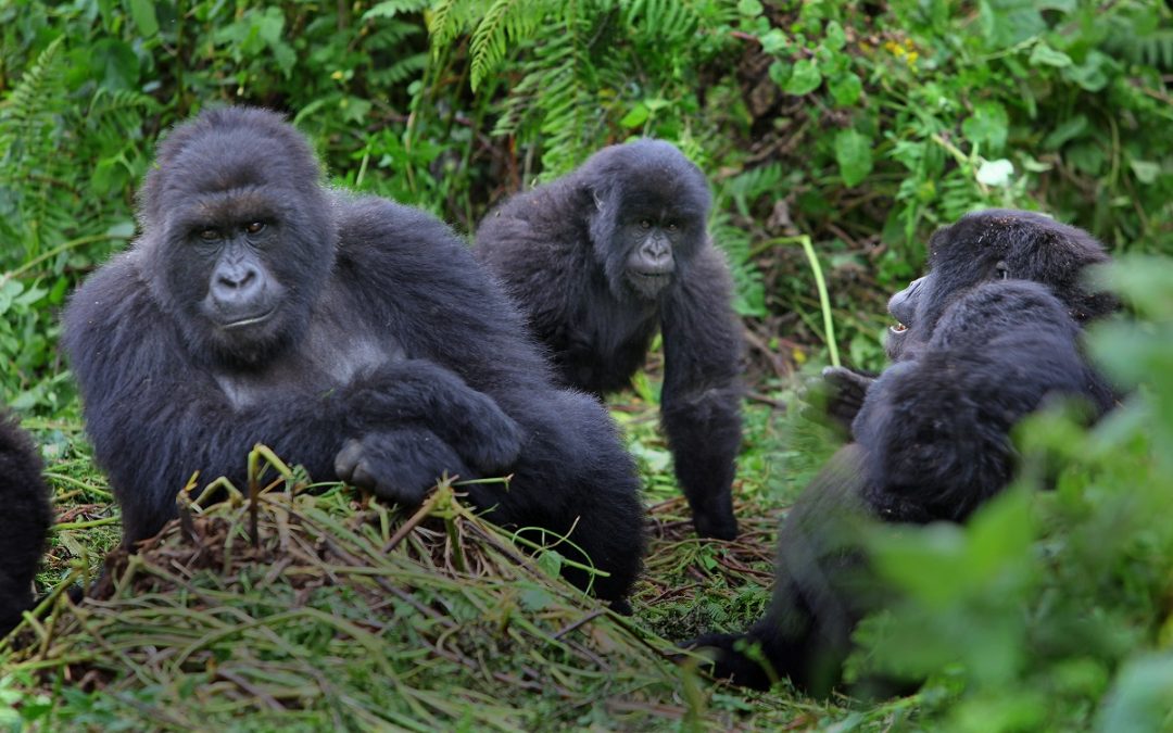 Mountain Gorilla Numbers on the Rise