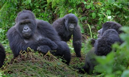 Mountain Gorilla Numbers on the Rise