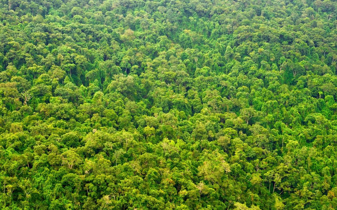 Nat Hab’s 2020 Sustainability Goals