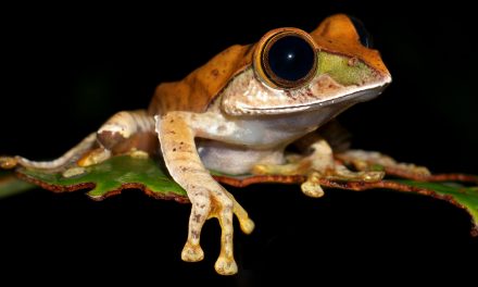 The New Mini Frogs of Madagascar