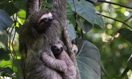 Wildlife Photo of the Week: Hanging on to Mom