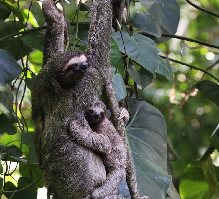 Wildlife Photo of the Week: Hanging on to Mom
