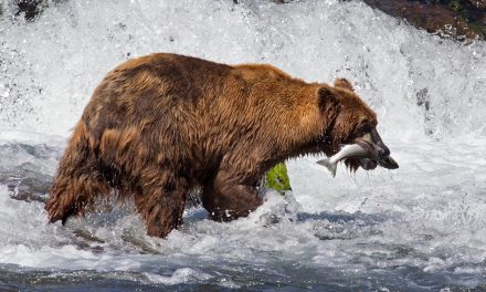 Climate Change Is Affecting Alaska’s Salmon—and Its Bears