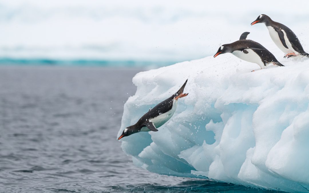 Wildlife Photo of the Week: Jumping Gentoos