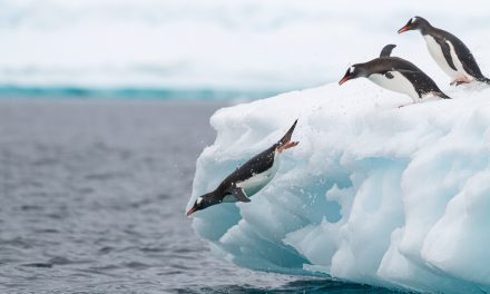 Wildlife Photo of the Week: Jumping Gentoos