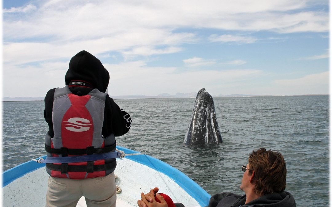 Face to Face with Gray Whales—And Helping Protect Them with Nat Hab