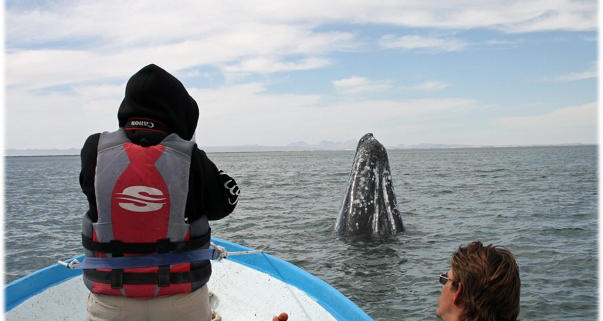 Face to Face with Gray Whales—And Helping Protect Them with Nat Hab