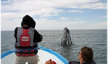 Face to Face with Gray Whales—And Helping Protect Them with Nat Hab