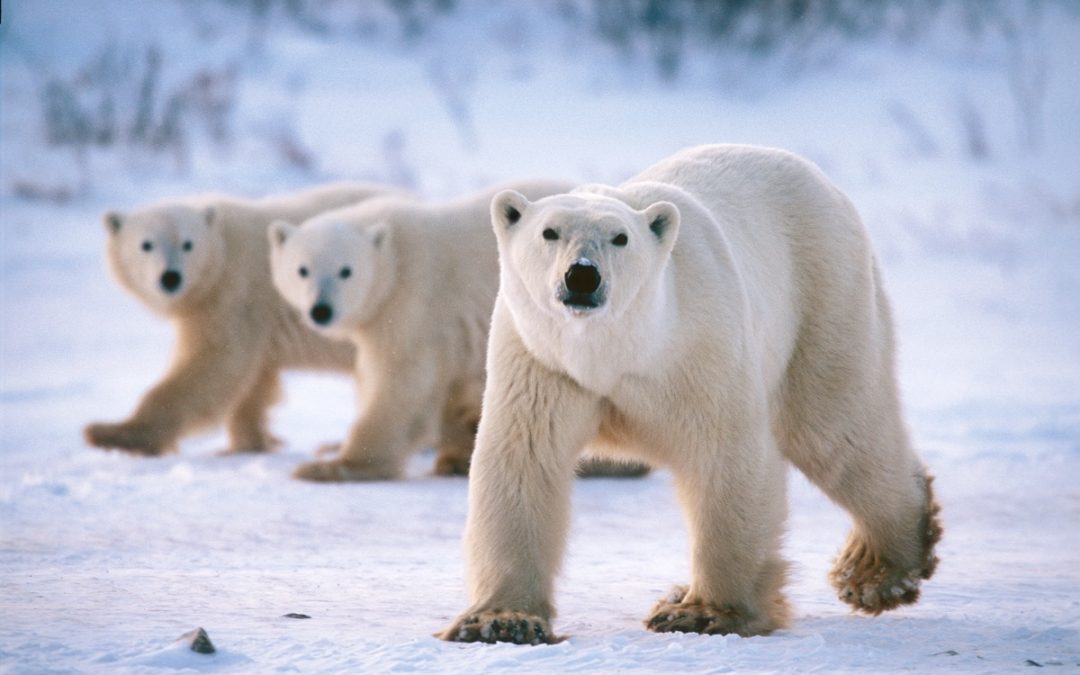 Reduce Your Carbon Footprint for International Polar Bear Day!