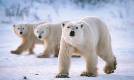 Reduce Your Carbon Footprint for International Polar Bear Day!
