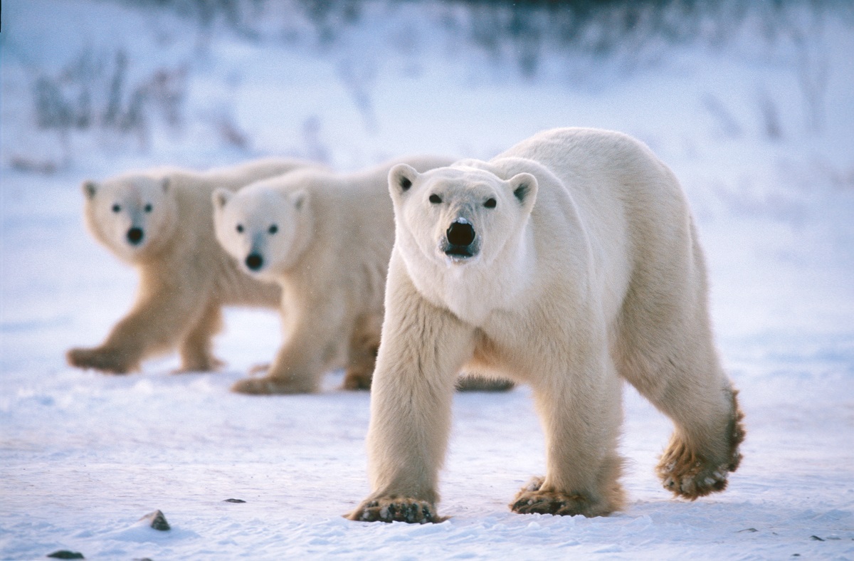 polar bear family in Canada